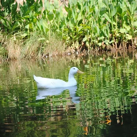 Dalya Life מלון 3*