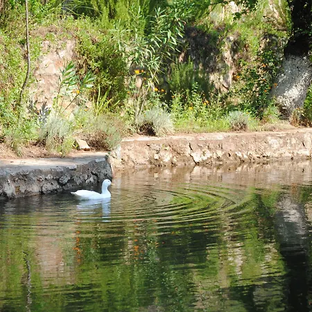 Dalya Life גוג'ק